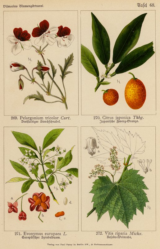 Pelargonium Tricolor, Citrus Japonica, Evonymus Europaea, Vitis Riparia (renkli litho) by (after) German School