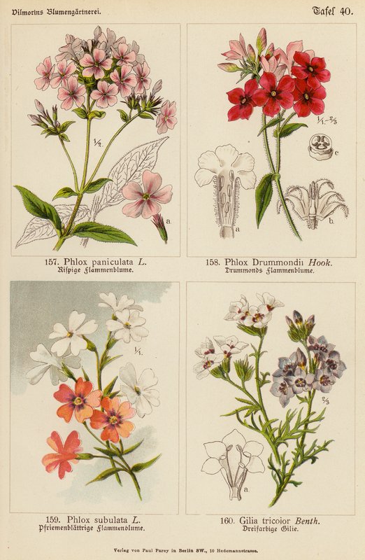 Phlox Paniculata, Phlox Drummondii, Phlox Subulata, Gilia Tricolor (renkli litho) by (after) German School
