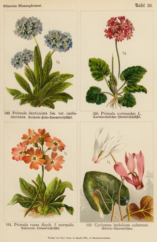 Primula Denticulata, Primula Cortusodes, Primula Rosea, Cyclamen Latifolium Cultorum (renkli litho) by (after) German School