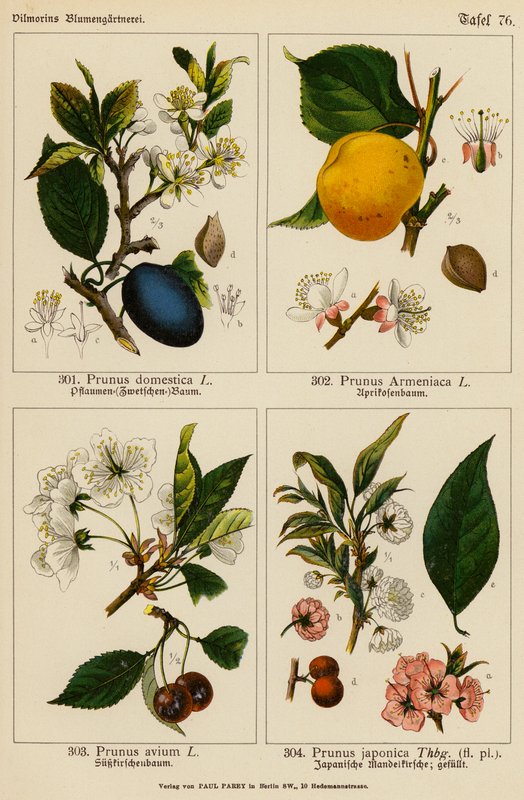 Prunus Domestica, Prunus Armeriaca, Prunus Avium, Prunus Japonica (renkli litho) by (after) German School