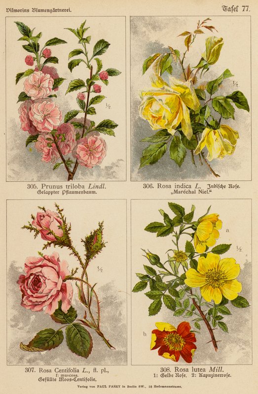 Prunus Triloba, Rosa Indica, Rosa Centifolia, Rosa Lutea (renkli litho) by (after) German School