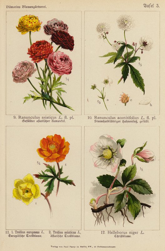 Asya Ranunculus, Aconitifolius Ranunculus, Avrupa Trollius, Asya Trollius, Siyah Helleborus (renkli litho) by (after) German School