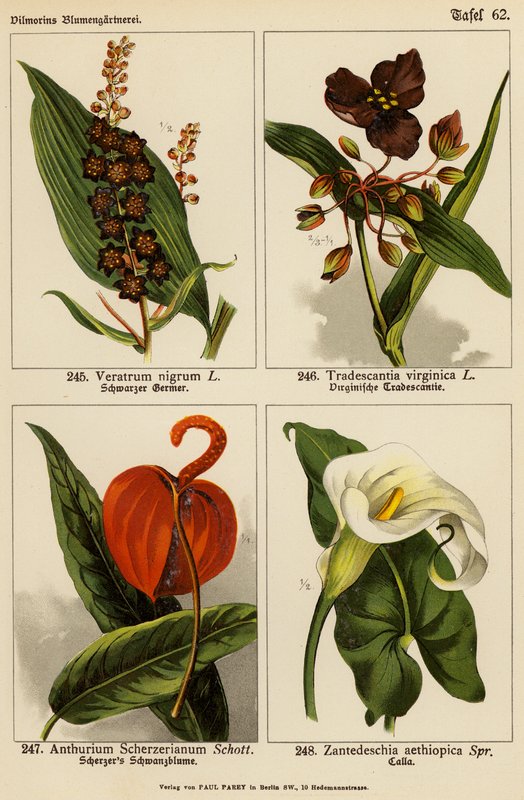 Siyah Veratrum, Tradescantia Virginica, Anthurium Scherzerianum, Zantedeschia Aethiopica (renkli litho) by (after) German School