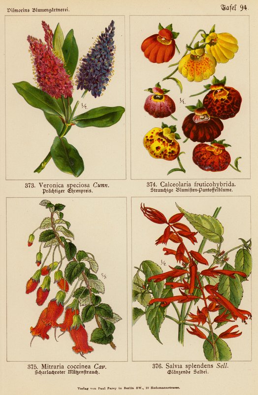 Veronica Speciosa, Calceolaria Fruticohybrida, Mitraria Coccinea, Salvia Splendens (renkli litho) by (after) German School