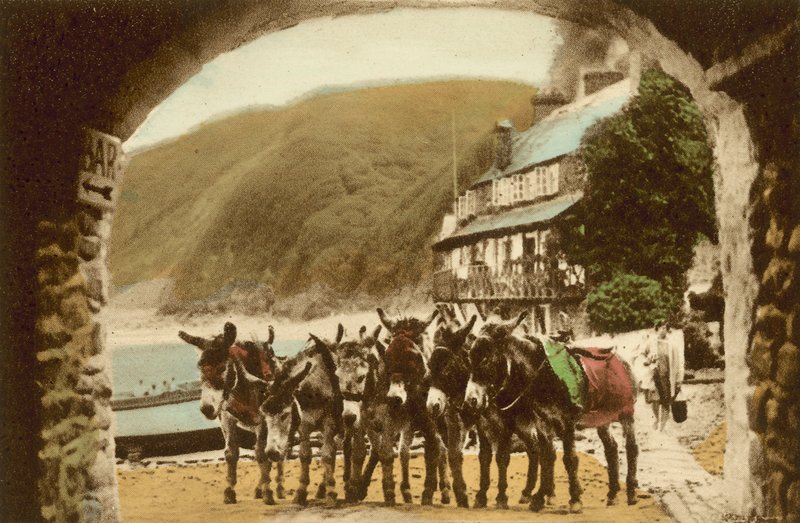 Clovelly, Yarış Stud by English Photographer