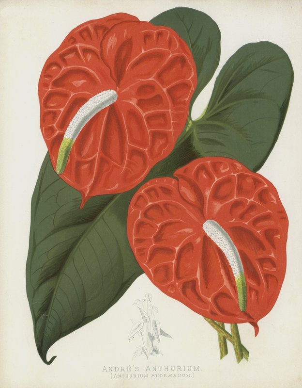 Andres Anthurium, Anthurium Andraeanum by English School