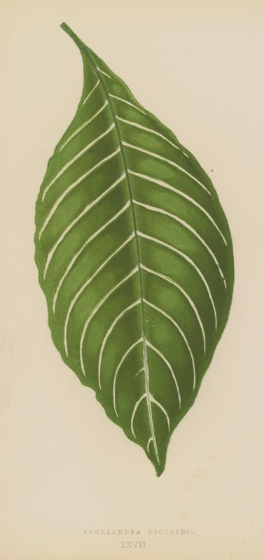 Aphelandra Leopoldii by English School