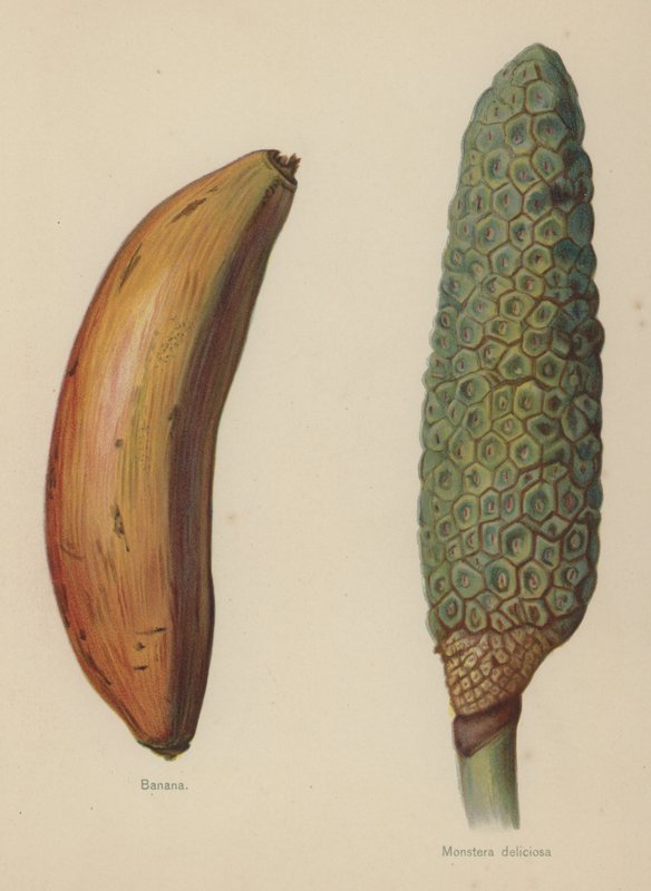 Muz, Monstera deliciosa by English School