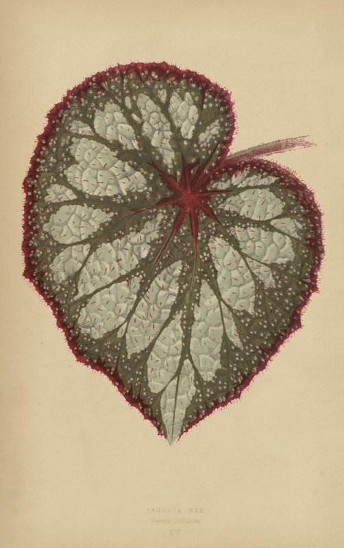 Kral Begonya, Nebulosus Çeşitleri by English School