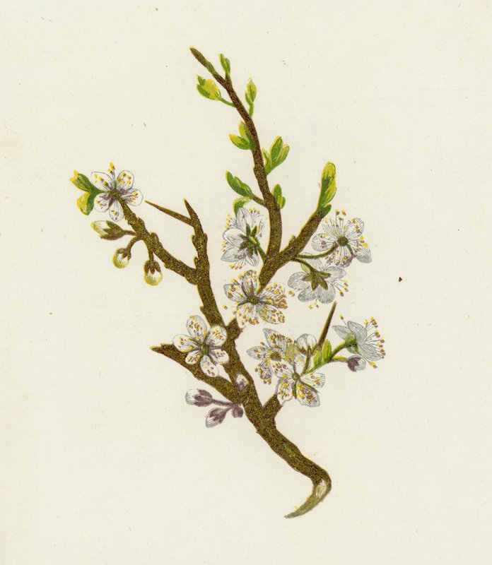Karaçalı veya Sloe, Prunus Spinosa by English School