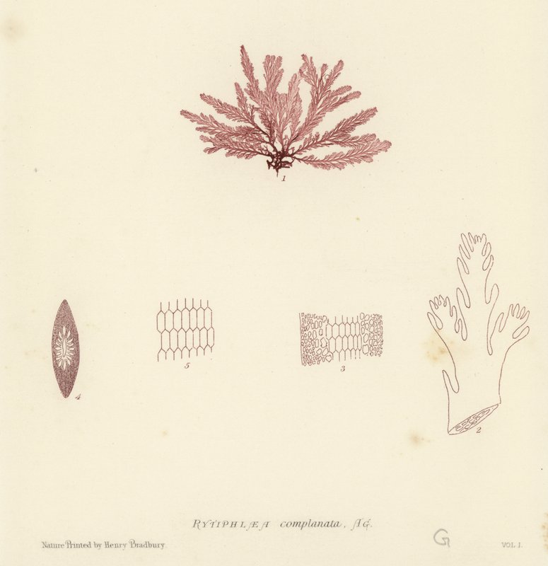 İngiliz Deniz Yosunu (doğa baskılı) by English School