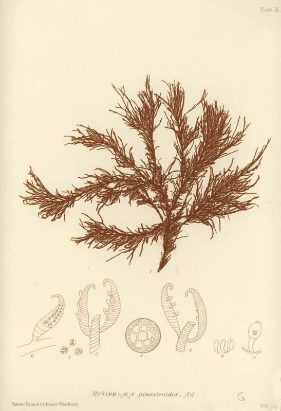 İngiliz Deniz Yosunu (doğa baskılı) by English School