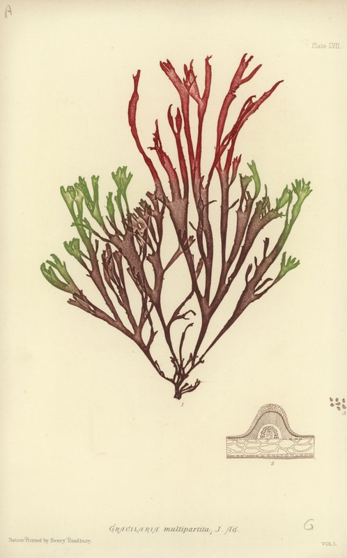 İngiliz Deniz Yosunu (doğa baskılı) by English School