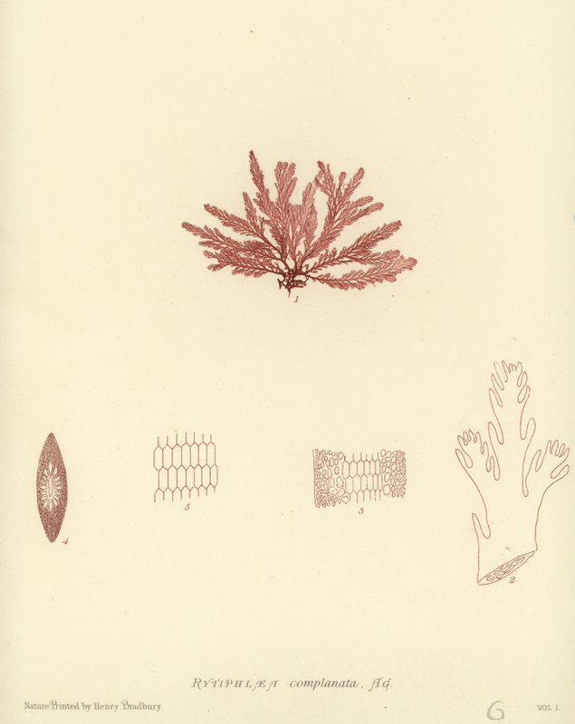 İngiliz Deniz Yosunu (doğa baskılı) by English School