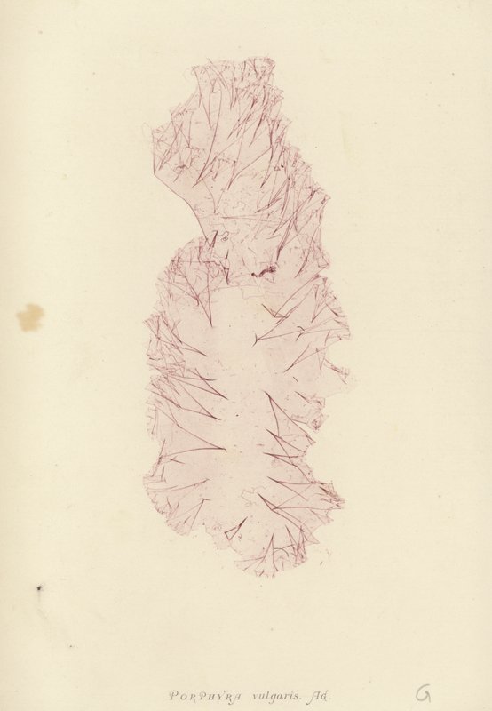 İngiliz Deniz Yosunu (doğa baskılı) by English School
