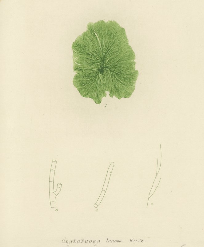 İngiliz Deniz Yosunu (doğa baskılı) by English School