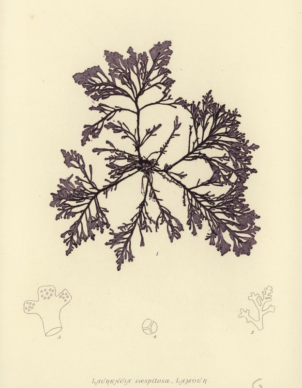 İngiliz Deniz Yosunu (doğa baskılı) by English School