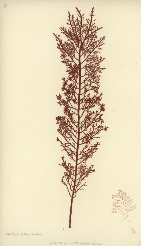 İngiliz Deniz Yosunu (doğa baskılı) by English School