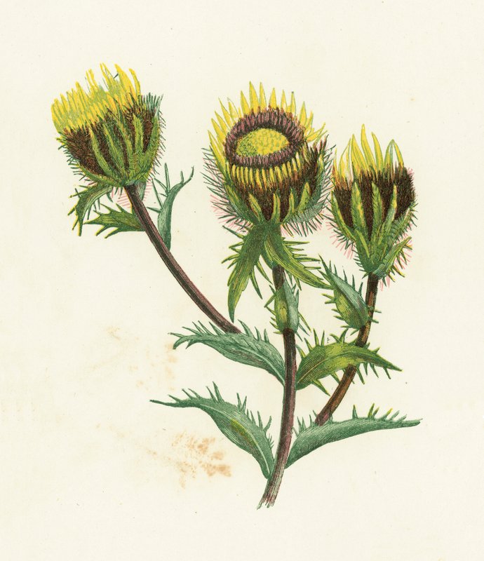 Carline Devedikeni, Carlina Vulgaris by English School