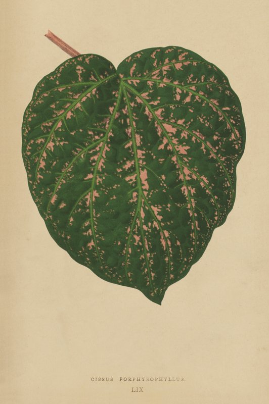 Cissus Porfirofilus by English School