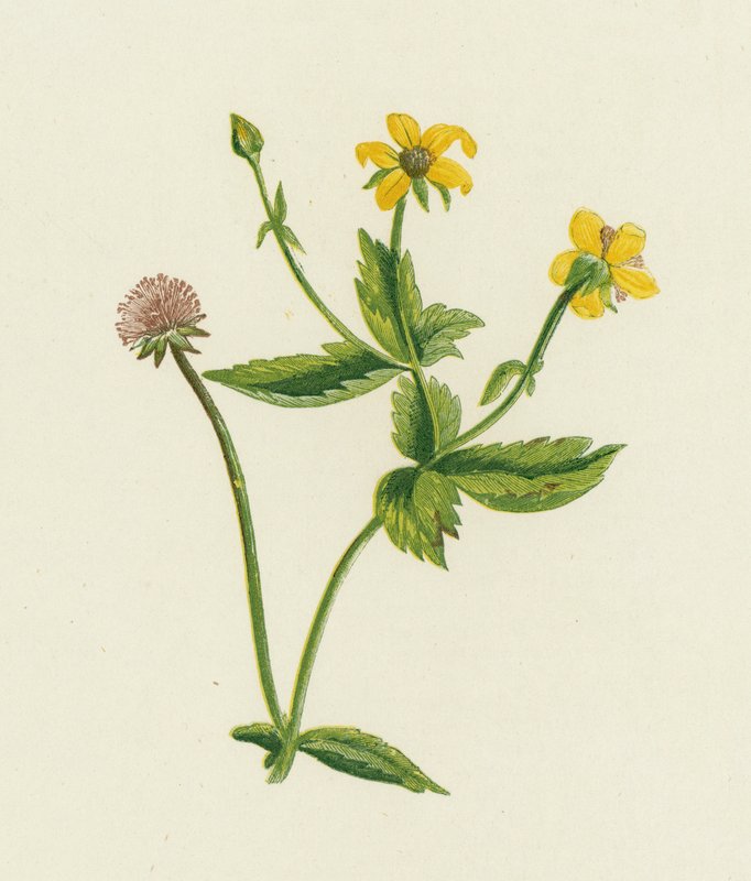 Ortak Avens, Geum Urban by English School