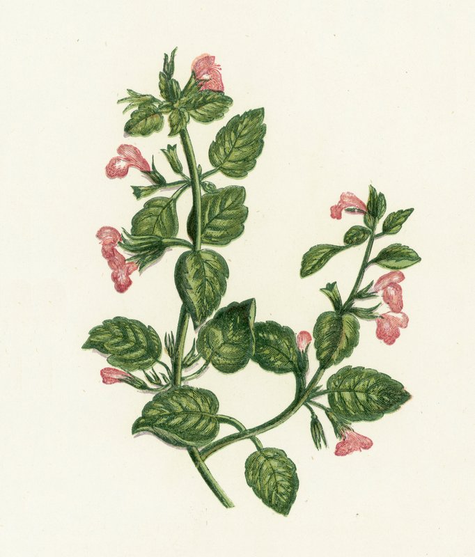 Ortak Calamint, Calamintha Officinalis by English School