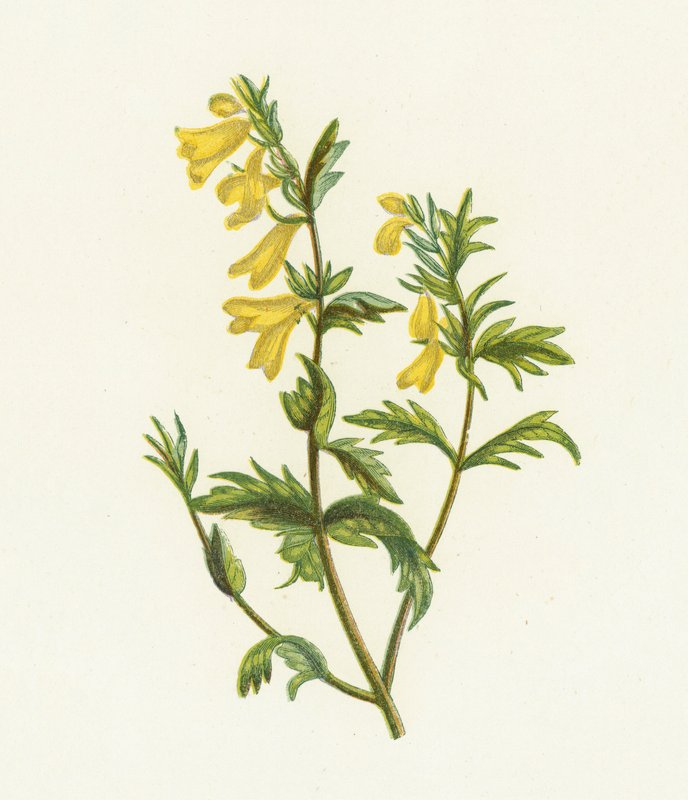 Ortak İnek Buğdayı, Melampyrum Pratense by English School