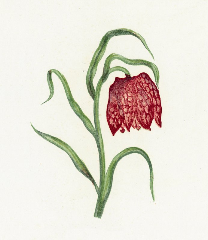 Ortak Fritillary, Fritillaria Meleagris by English School