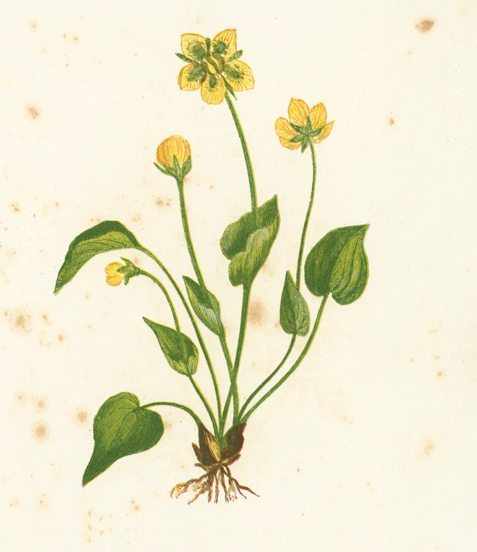 Parnassus Ortak Otu, Parnassia Palustris by English School