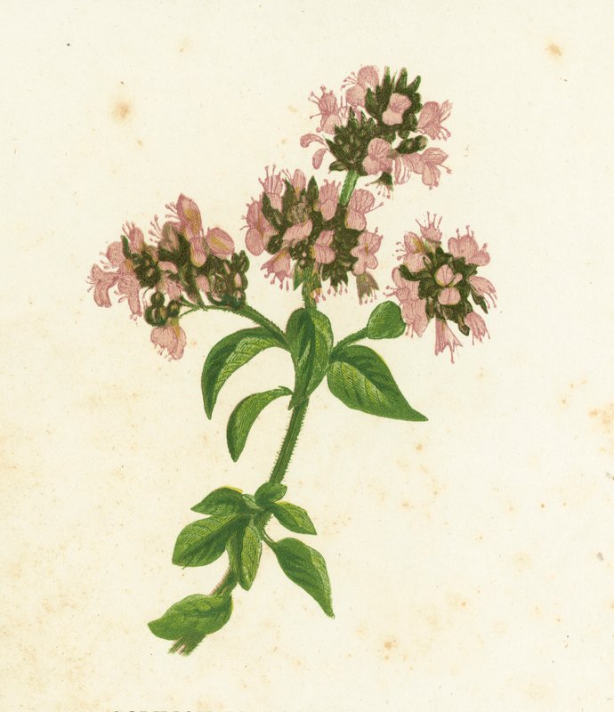 Mercanköşk, Origanum Vulgare by English School