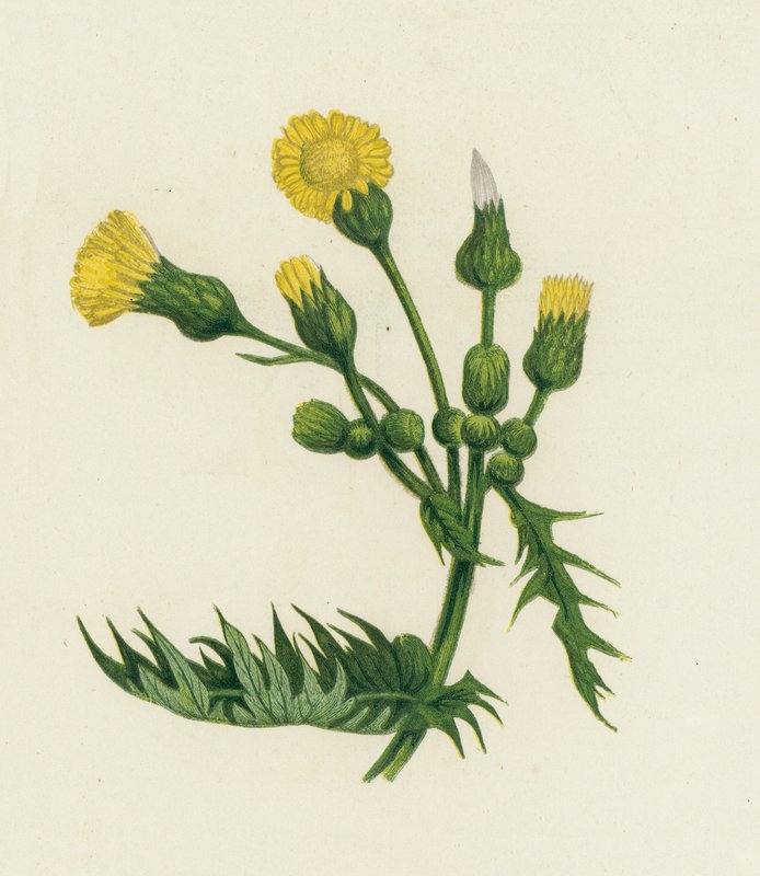 Ortak Domuz Devedikeni, Sonchus Oleraceus by English School