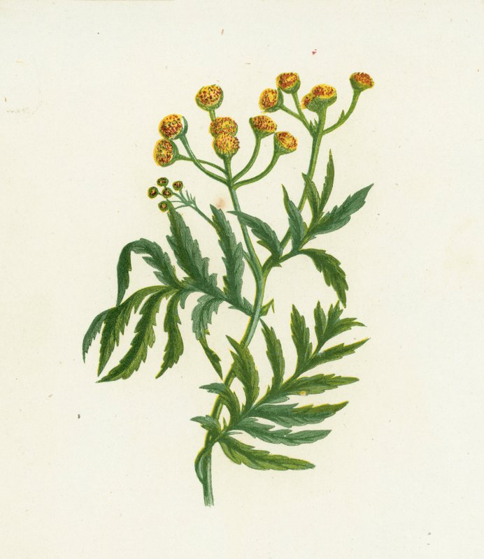 Ortak Tansy, Tanacetum Vulgare by English School