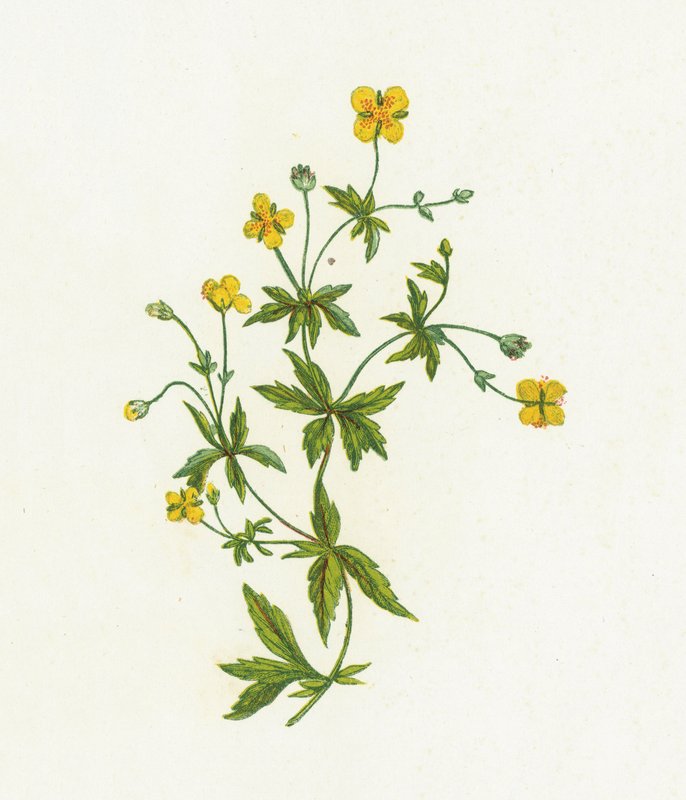 Ortak Tormentil, Tormentilla Officinalis by English School