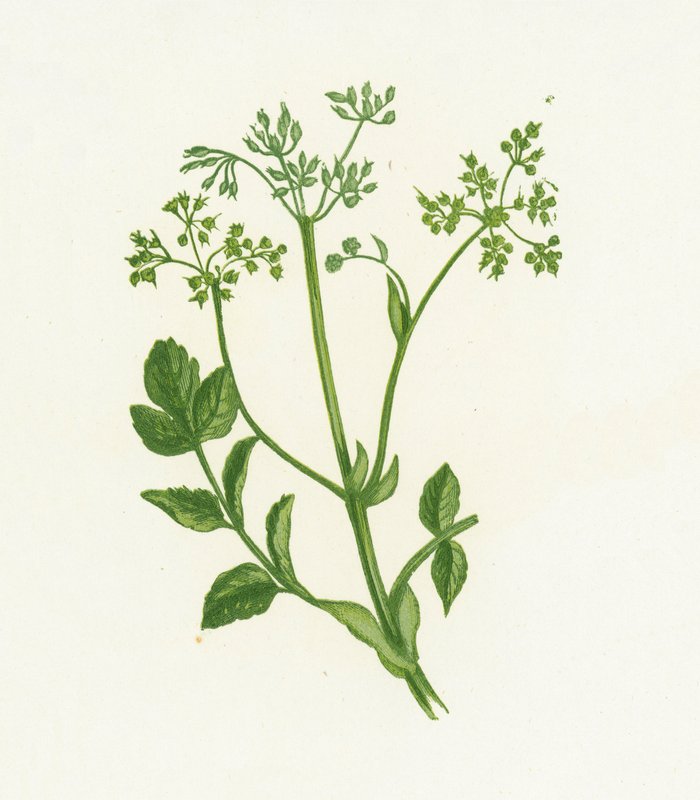 Yabani Yaban Mersini, Pastinaca Sativa by English School