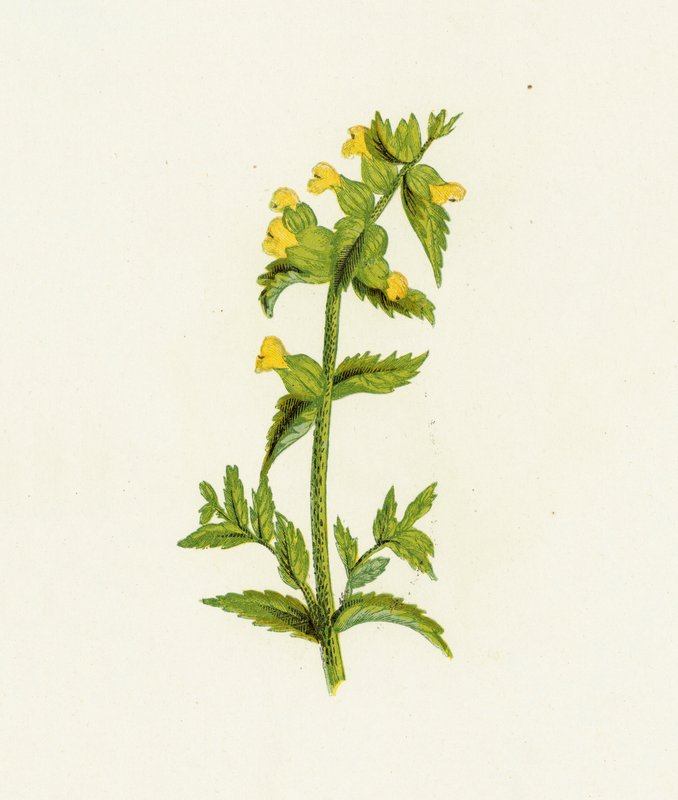 Ortak Sarı Çıngırak, Rhinanthus Crista-Galli by English School