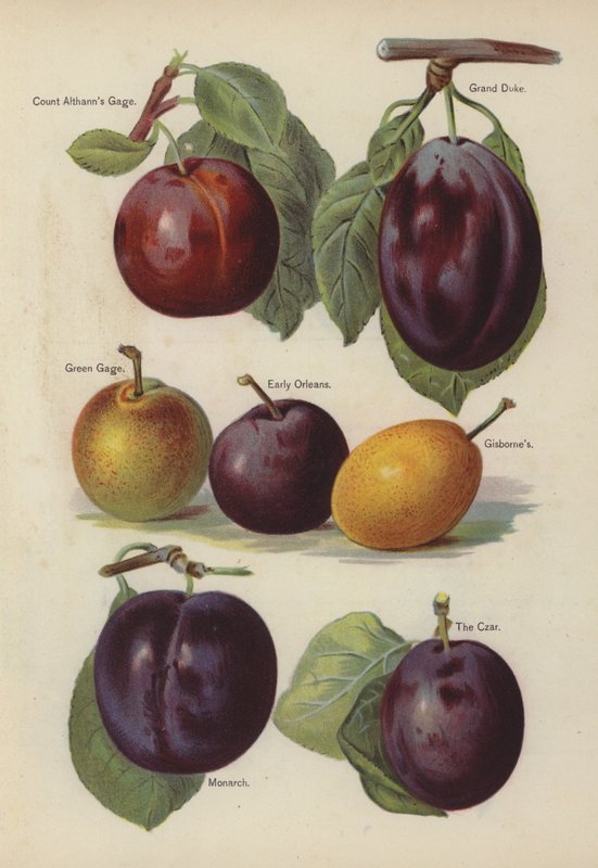 Kont Althanns Gage, Grand Duke, Green Gage, Early Orleans, Gisbornes, Monarch, The Czar by English School
