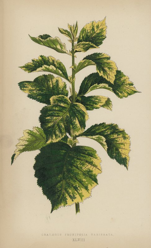Krataegus Prunifolia Variegata by English School