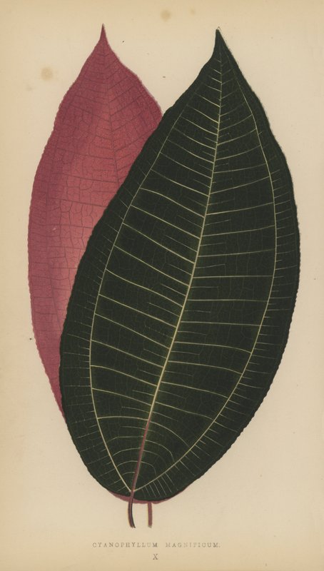 Siyanofilum Magnificum by English School