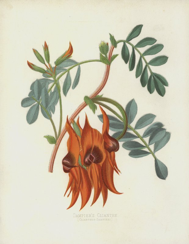 Dampierler Clianth, Clianthus Dampieri by English School