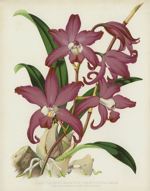 Sonbahar Laelia