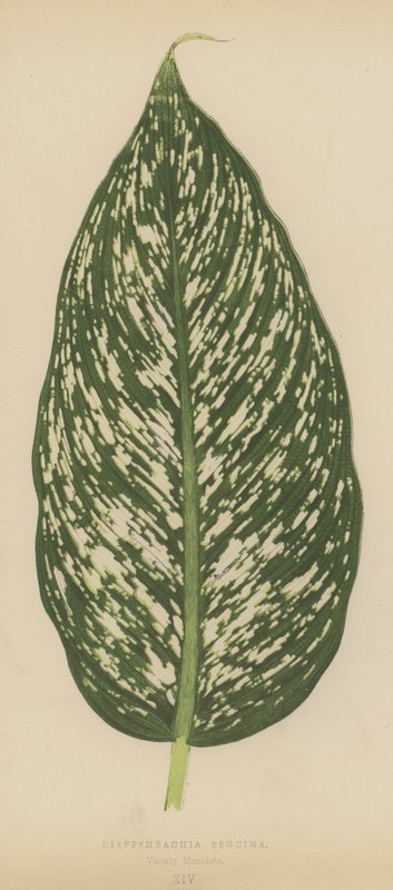 Dieffenbachia Seguina, Çeşit Maculata by English School