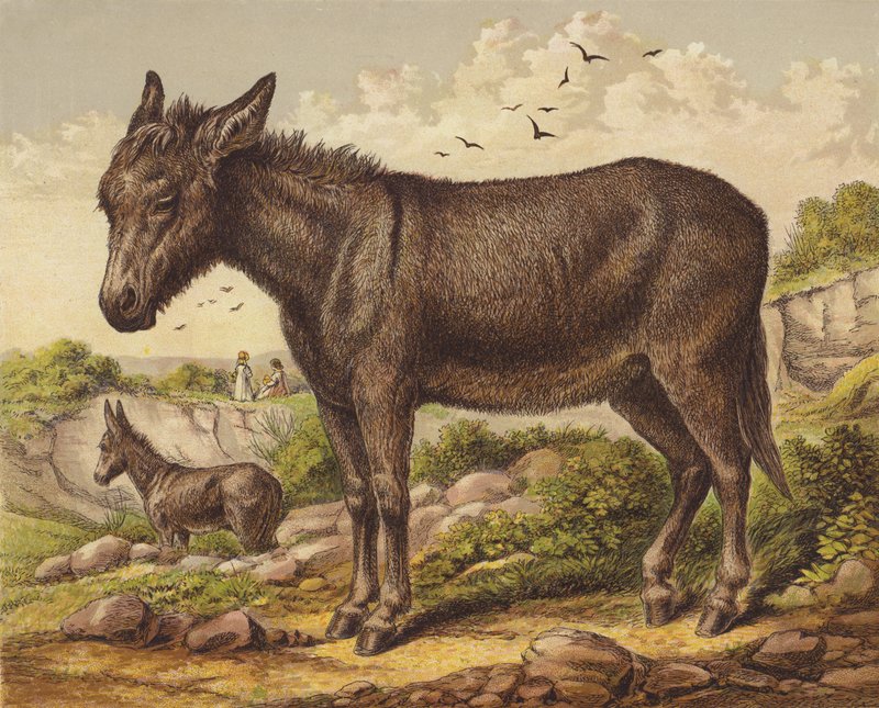 Eşek by English School