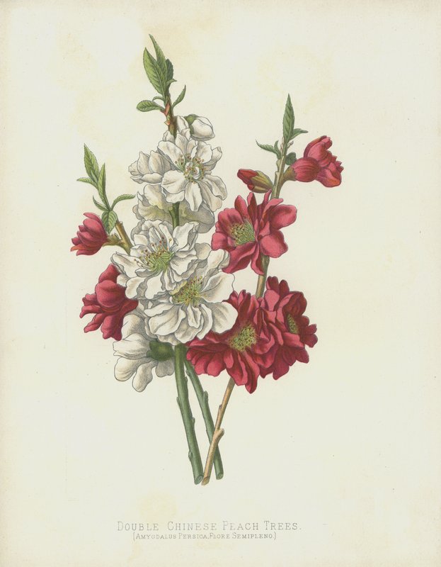 Çifte Çin Şeftali Ağaçları, Amygdalus Persica; Flore Semipleno by English School