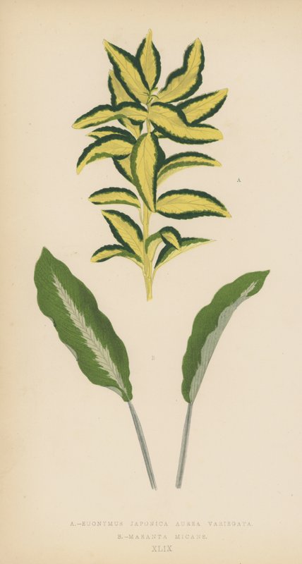 Euonymus Japonica Aurea Variegata Maranta Micans by English School