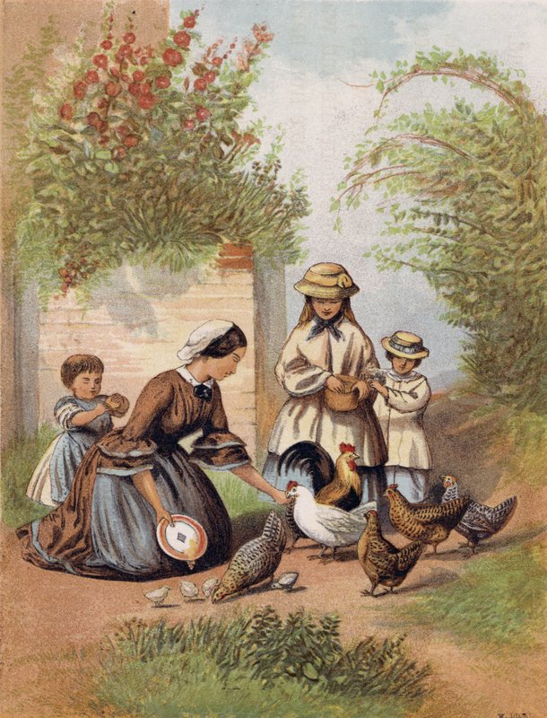Tavukları beslemek by English School