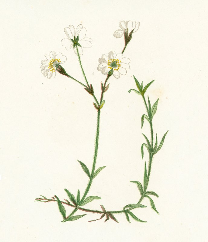 Tarla Chickweed, Cerastium Arvense by English School