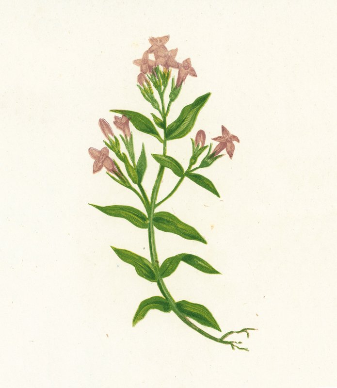 Tarla Gentian, Gentiana Campestris by English School