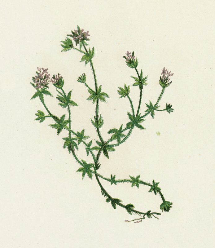 Tarla Madder, Sherardia Arvensis by English School