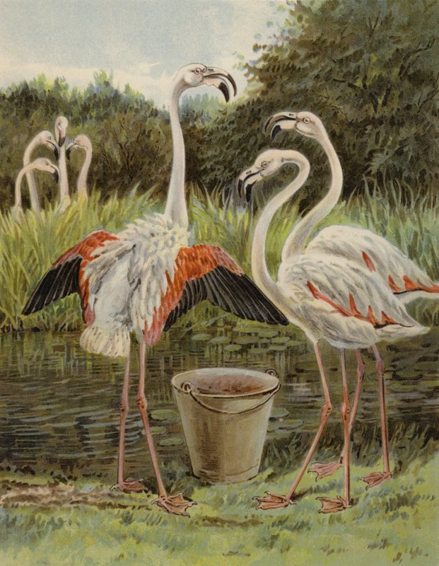 Flamingo besleme by English School