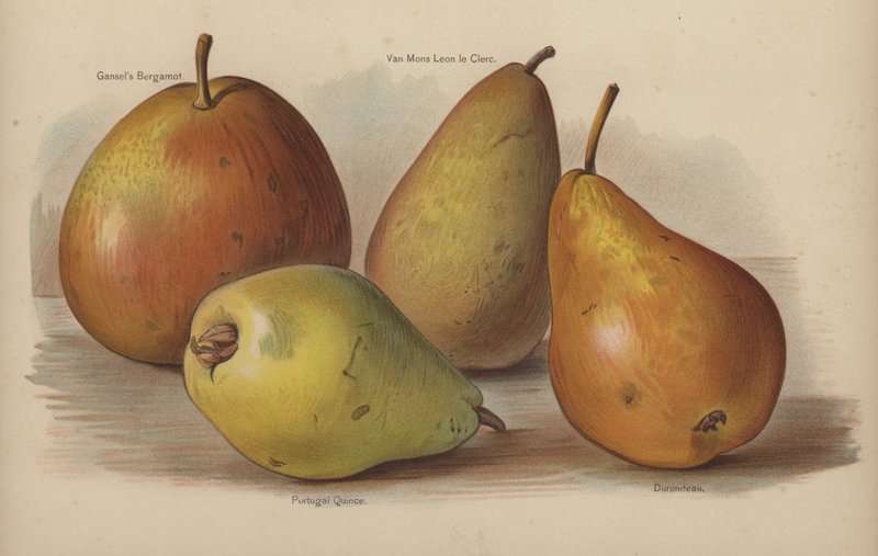 Gansels Bergamot, Van Mons Leon le Clerc, Portekiz Ayva, Durondeau by English School